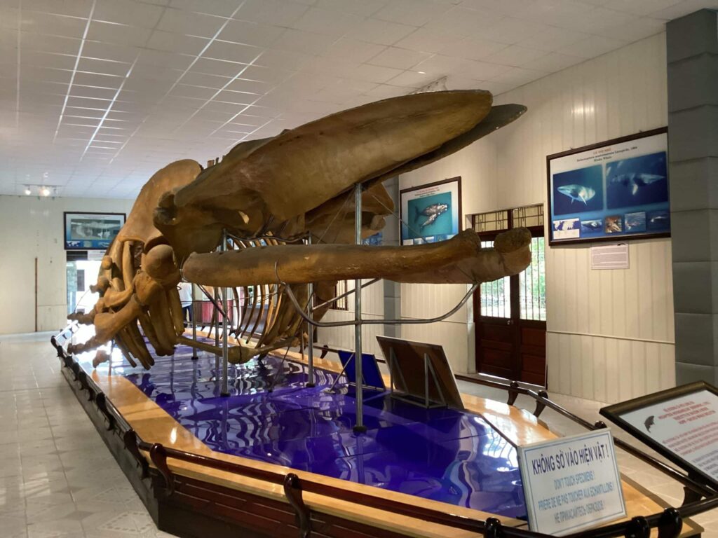 Mau vat lon tai vien Hai duong hoc Nha Trang